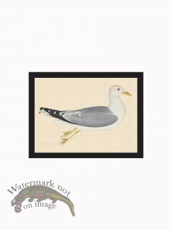 Rudbeck CFA_BF 266 Gull